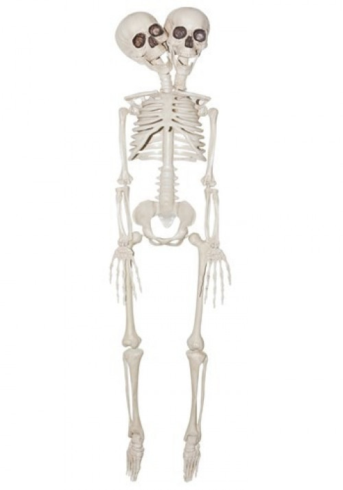 The 2 Headed Skeleton Prop has moveable joints and is approximately 20" tall. Perfect for your haunted house! #%20