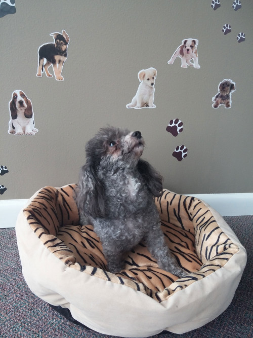 One Tiger Print round pet bed measuring approximately 20 x 20 inches. #bed